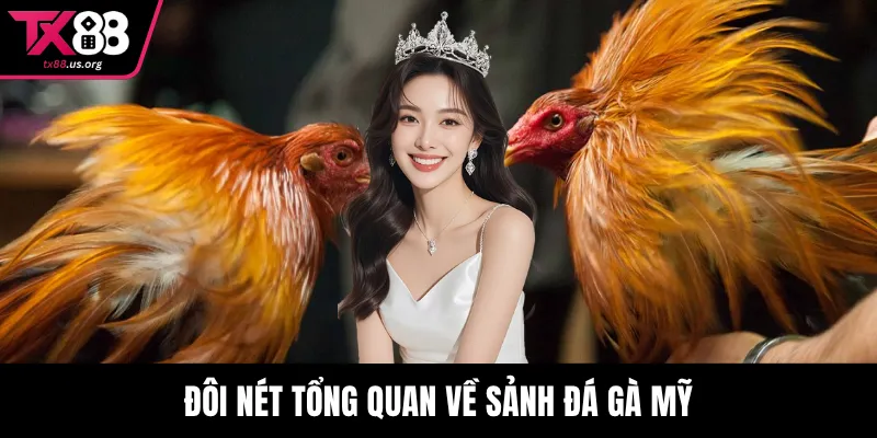 Đôi nét tổng quan về sảnh đá gà Mỹ